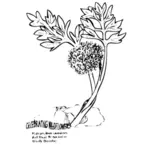 Växt med blad line art vektor ClipArt